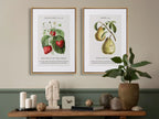 Decorate your home with this beautiful Christian wall art set. This collection of two framed botanical prints features detailed illustrations of fruit, paired with powerful verses on the Fruit of the Spirit and bearing spiritual fruit.